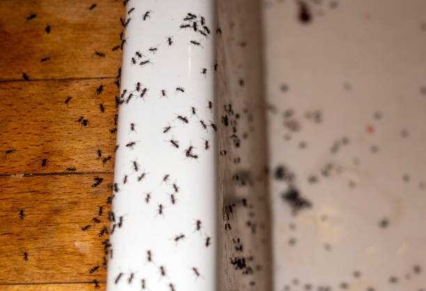 Best Best Pest Control Companies  in Grifton, NC